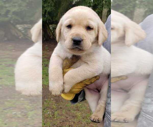 Medium Photo #3 Labrador Retriever Puppy For Sale in OLYMPIA, WA, USA