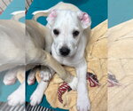 Small #2 Anatolian Shepherd