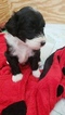 Small Photo #6 Aussiedoodle Puppy For Sale in MIDDLETOWN, DE, USA