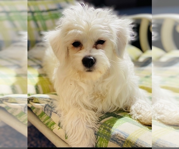 Medium Photo #1 Maltese-Maltipoo Mix Puppy For Sale in ACWORTH, GA, USA