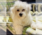 Small Photo #1 Maltese-Maltipoo Mix Puppy For Sale in ACWORTH, GA, USA