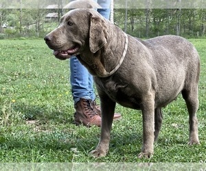 Mother of the Labrador Retriever puppies born on 12/05/2025