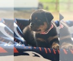 Puppy Pink Rottweiler