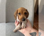 Small #5 Dachshund