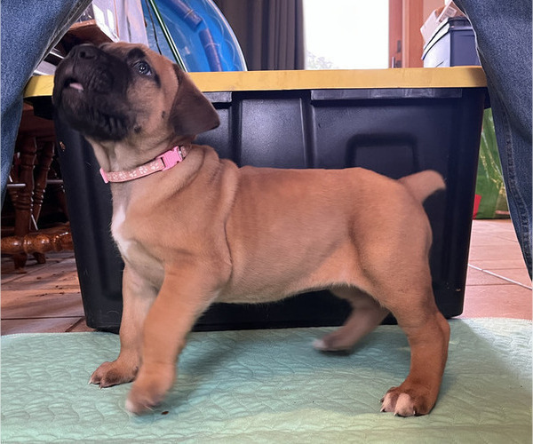 Medium Photo #2 Boerboel-Cane Corso Mix Puppy For Sale in MARION, OH, USA