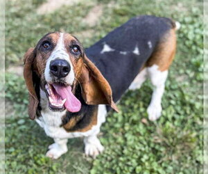 FAITH - Female Basset Hound Dog for Adoption - Photo #3