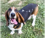 Small Photo #3 Basset Hound Puppy For Sale in Deepwater, NJ, USA