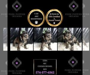 Cocker Spaniel Puppy for sale in WARSAW, IN, USA
