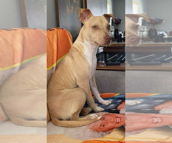 Medium Photo #39 Mutt Puppy For Sale in New York, NY, USA