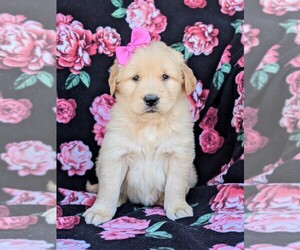 Golden Retriever Puppy for sale in OXFORD, PA, USA