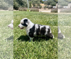 Medium Australian Shepherd