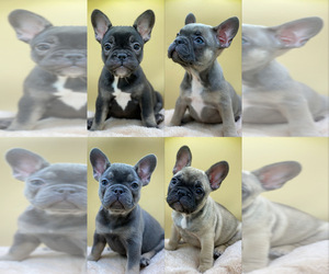French Bulldog Puppy for sale in BALCH SPRINGS, TX, USA