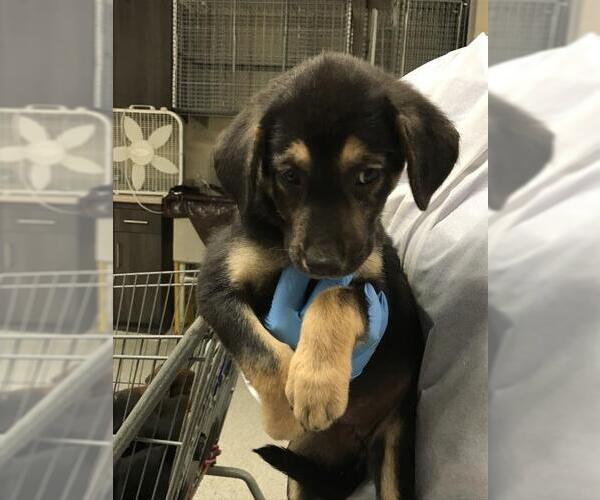 Medium Photo #1 Labrador Retriever-Unknown Mix Puppy For Sale in Conroe, TX, USA