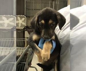 Labrador Retriever-Unknown Mix Dogs for adoption in Conroe, TX, USA