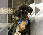 Small Labrador Retriever Mix