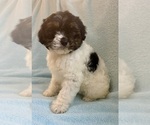 Small #2 Cavalier King Charles Spaniel