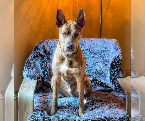 Medium Photo #7 Catahoula Leopard Dog-Holland Shepherd Mix Puppy For Sale in McKinney, TX, USA