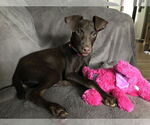 Small #2 Doberman Pinscher-Labrador Retriever Mix