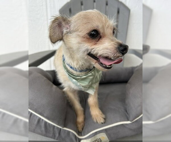 Medium Photo #4 Mutt Puppy For Sale in Corona, CA, USA