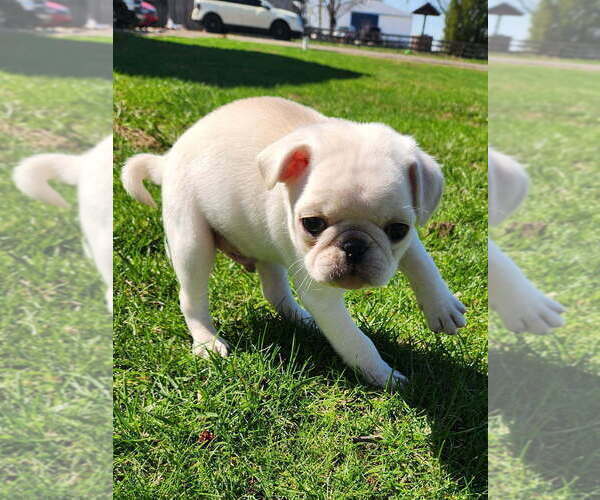 Medium Photo #3 Pug Puppy For Sale in CORY, IN, USA