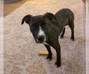 Layla Rose - Female American Pit Bull Terrier-Unknown Mix Dog for Adoption - Photo #2