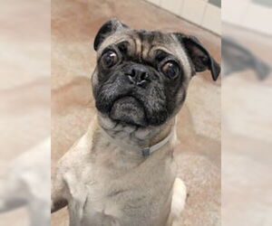Pug Dogs for adoption in Salinas, CA, USA