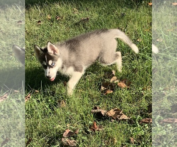 Medium Photo #4 Siberian Husky Puppy For Sale in MORGANTOWN, IN, USA