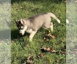 Small Photo #4 Siberian Husky Puppy For Sale in MORGANTOWN, IN, USA