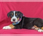 Small Photo #2 Greater Swiss Mountain Dog Puppy For Sale in AIRVILLE, PA, USA