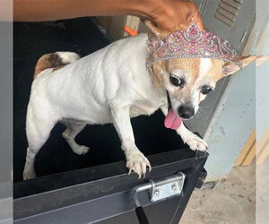 Chihuahua Dogs for adoption in Houston, TX, USA