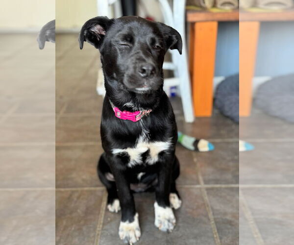Medium Photo #2 Sheprador Puppy For Sale in Greensboro, NC, USA