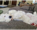 Small Photo #7 Mutt Puppy For Sale in San Diego, CA, USA