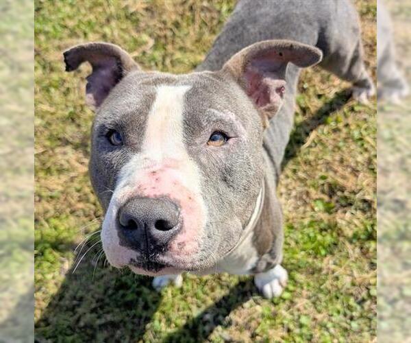 Medium Photo #1 Mutt Puppy For Sale in Houston, TX, USA