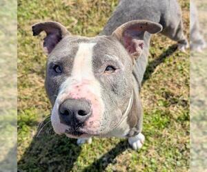 Mutt Dogs for adoption in Houston, TX, USA