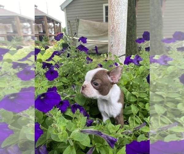Medium Photo #4 Boston Terrier Puppy For Sale in FREDONIA, KS, USA