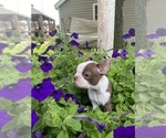 Small #3 Boston Terrier