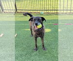 Small #10 Labrador Retriever Mix