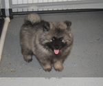 Small Photo #11 Keeshond Puppy For Sale in FAYETTEVILLE, TN, USA