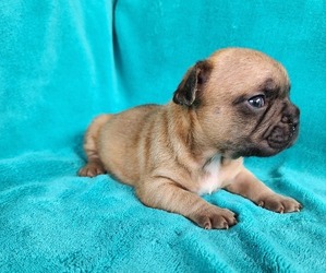 French Bulldog Puppy for sale in LAS VEGAS, NV, USA