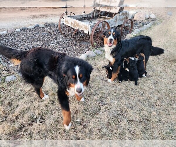 Medium Photo #1 Bernese Mountain Dog Puppy For Sale in WEBSTER, MN, USA