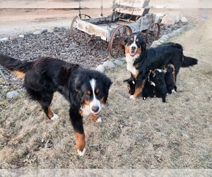 Mother of the Bernese Mountain Dog puppies born on 02/11/2025