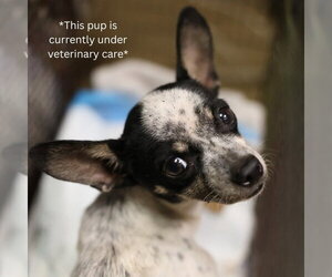 Chihuahua-Unknown Mix Dogs for adoption in San Antonio, TX, USA