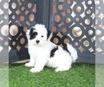 Small #1 Zuchon