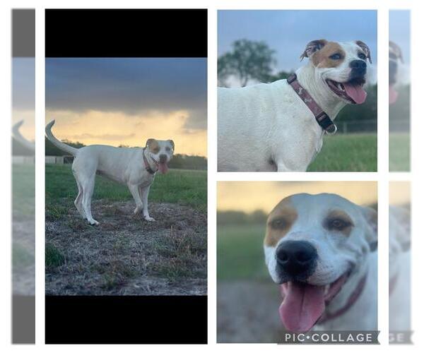 Medium Photo #3 Mutt Puppy For Sale in San Antonio, TX, USA