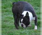 Small Photo #1 Boston Terrier Puppy For Sale in ROYSE CITY, TX, USA