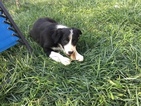 Small Photo #13 Border Collie Puppy For Sale in GUSTINE, CA, USA