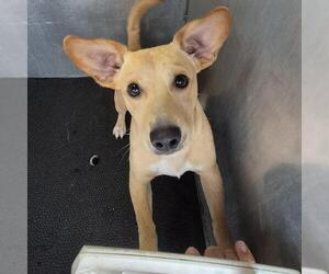 Chihuahua-Unknown Mix Dogs for adoption in San Antonio, TX, USA