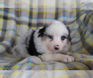 Australian Shepherd Puppy for sale in SHILOH, OH, USA