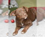 Small #7 Labrador Retriever Mix
