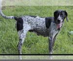 Small German Shorthaired Pointer Mix